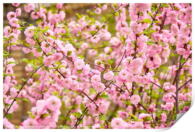 Pink spring flowers Print by Viktoriia Novokhatska