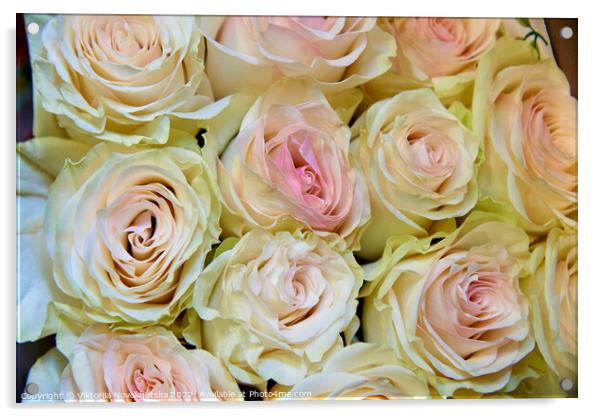 A white pastel roses Acrylic by Viktoriia Novokhatska