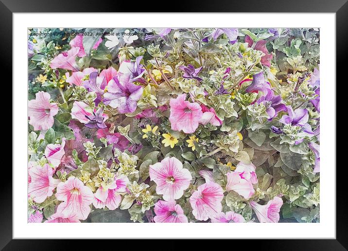 Petunias Framed Mounted Print by Lynn Bolt