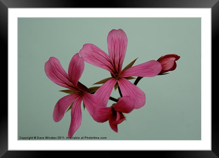 Pink Flower Framed Mounted Print by Dave Windsor
