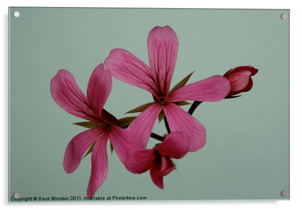 Pink Flower Acrylic by Dave Windsor
