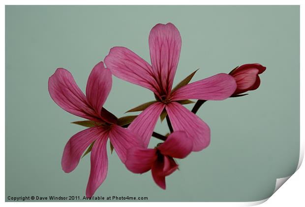 Pink Flower Print by Dave Windsor