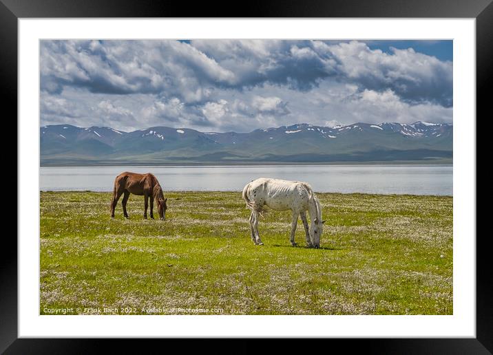 Horses grazing at the Traditional Yurt camp at the Son Kul lake  Framed Mounted Print by Frank Bach