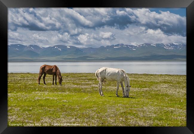 Horses grazing at the Traditional Yurt camp at the Son Kul lake  Framed Print by Frank Bach