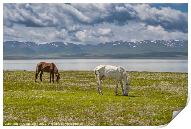 Horses grazing at the Traditional Yurt camp at the Son Kul lake  Print by Frank Bach