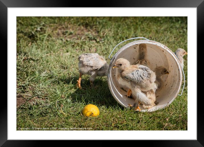 Chickens in an empty plastic bucket, Kyrgyztan Framed Mounted Print by Frank Bach