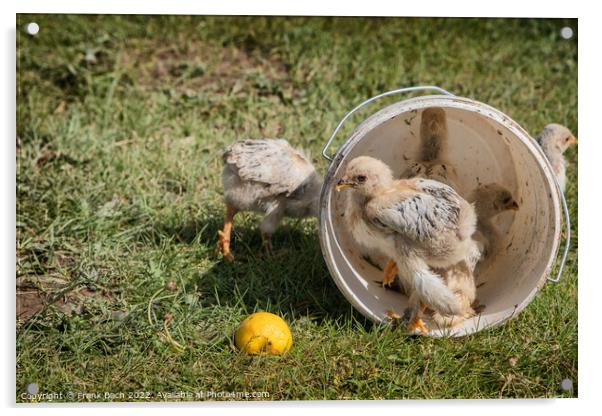 Chickens in an empty plastic bucket, Kyrgyztan Acrylic by Frank Bach