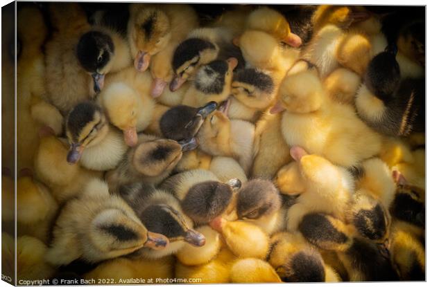 Ducklings for sale on a market in Kyrgyztan Canvas Print by Frank Bach