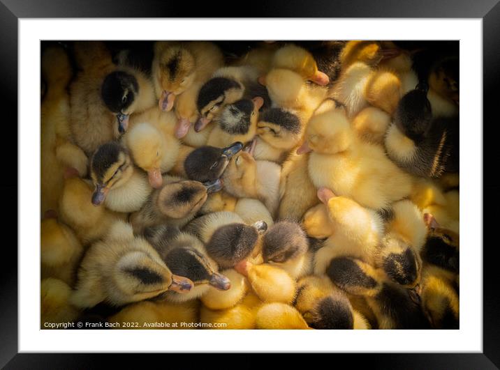 Ducklings for sale on a market in Kyrgyztan Framed Mounted Print by Frank Bach
