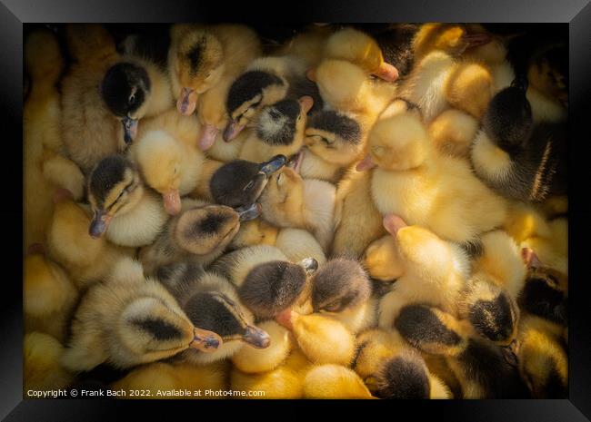 Ducklings for sale on a market in Kyrgyztan Framed Print by Frank Bach