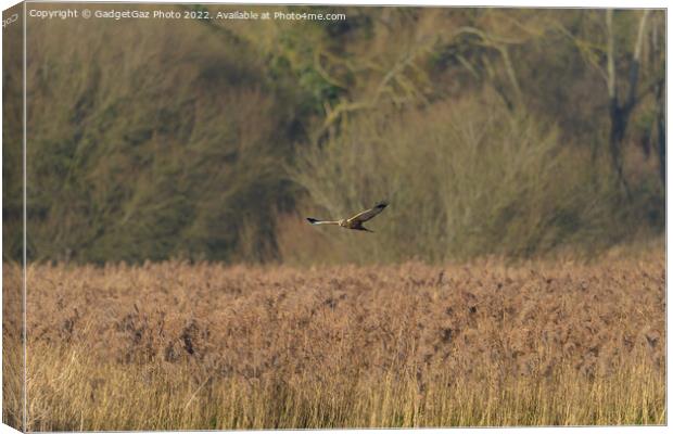 Male Marsh Harrier gliding over the reedbeds Canvas Print by GadgetGaz Photo