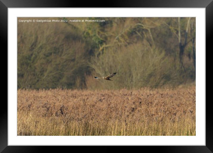 Male Marsh Harrier gliding over the reedbeds Framed Mounted Print by GadgetGaz Photo