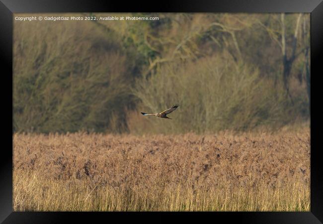 Male Marsh Harrier gliding over the reedbeds Framed Print by GadgetGaz Photo