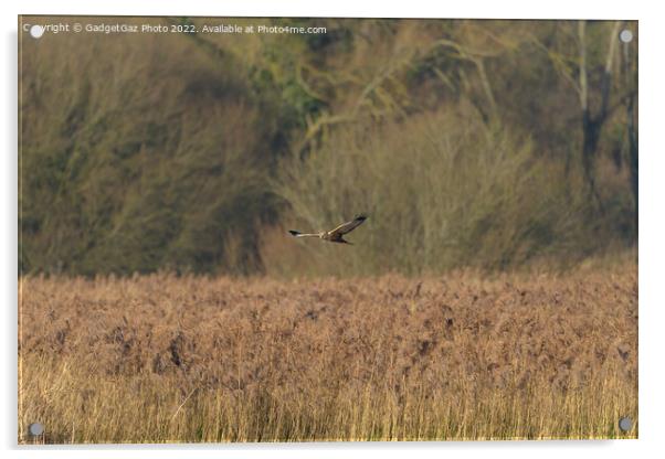 Male Marsh Harrier gliding over the reedbeds Acrylic by GadgetGaz Photo