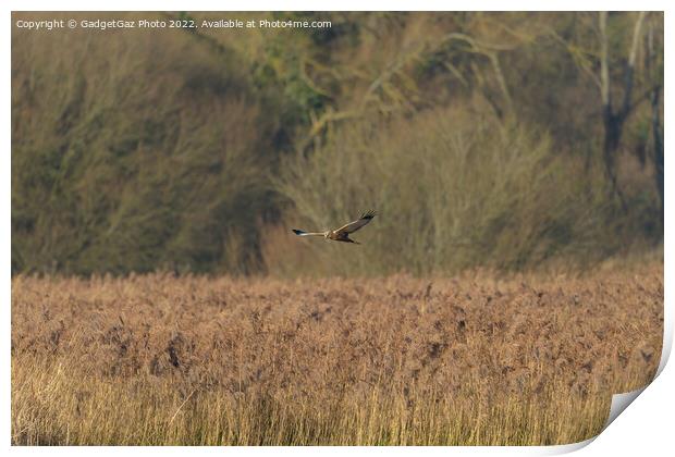 Male Marsh Harrier gliding over the reedbeds Print by GadgetGaz Photo