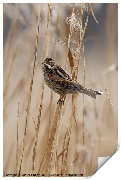 Reed Bunting on marsh reeds Print by Russell Finney