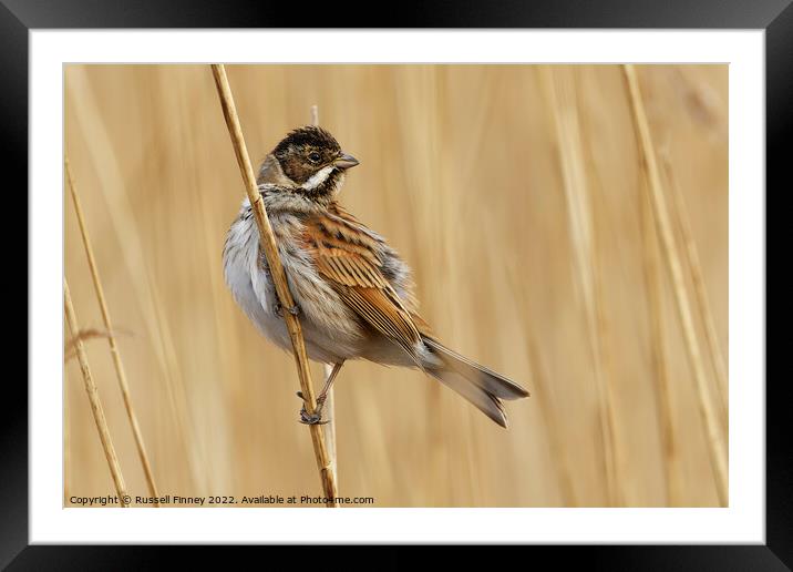 Reed Bunting on marsh reeds Framed Mounted Print by Russell Finney