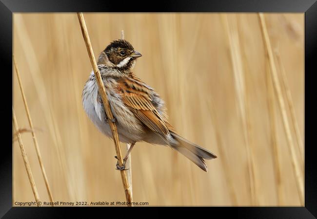 Reed Bunting on marsh reeds Framed Print by Russell Finney