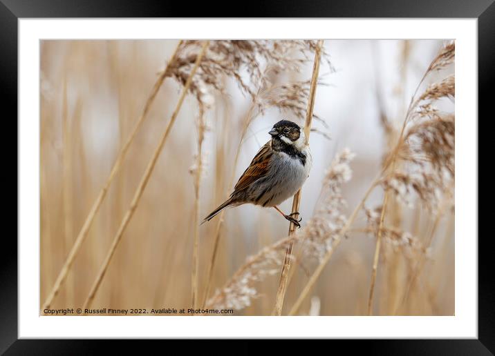 Reed Bunting on marsh reeds Framed Mounted Print by Russell Finney