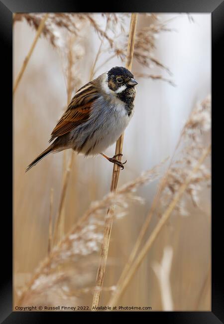 Reed Bunting on marsh reeds Framed Print by Russell Finney