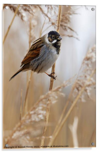 Reed Bunting on marsh reeds Acrylic by Russell Finney