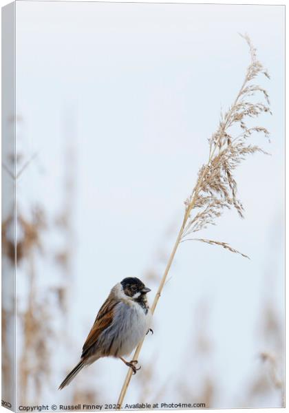 Reed Bunting on marsh reeds Canvas Print by Russell Finney