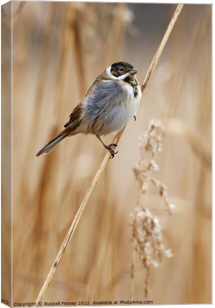 Reed Bunting on marsh reeds Canvas Print by Russell Finney
