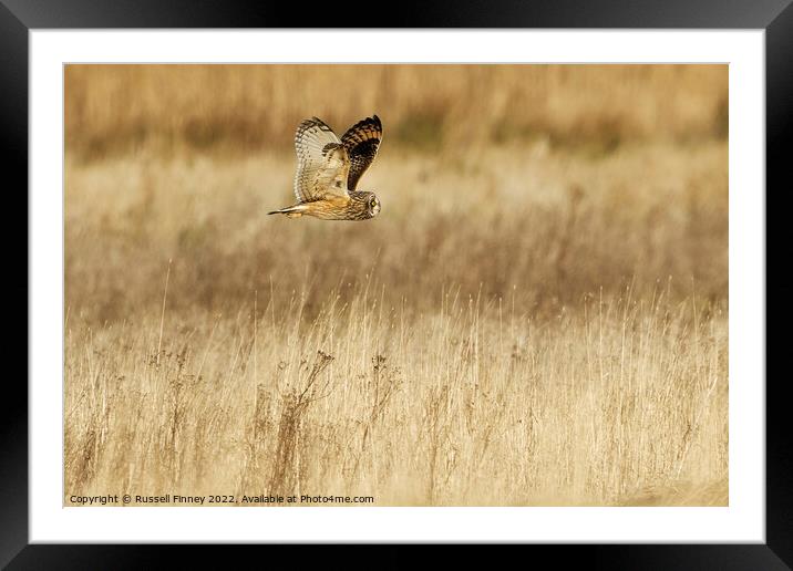 Short Eared Owl quartering a field  Framed Mounted Print by Russell Finney