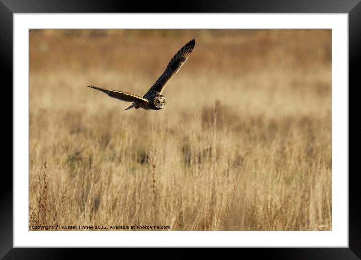 Short Eared Owl quartering a field Framed Mounted Print by Russell Finney