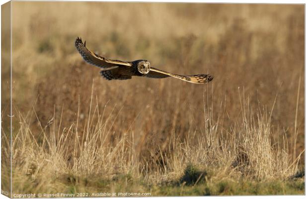 Short Eared Owl quartering a field Canvas Print by Russell Finney