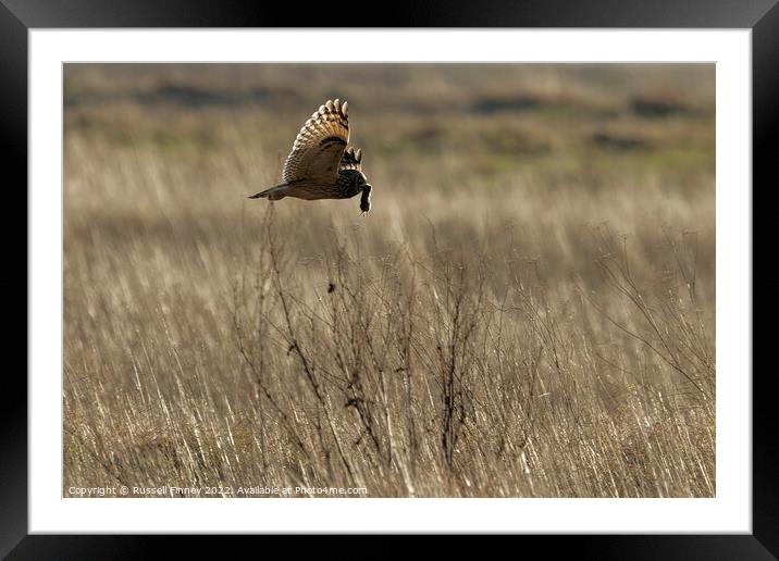 Short Eared Owl quartering a field Framed Mounted Print by Russell Finney