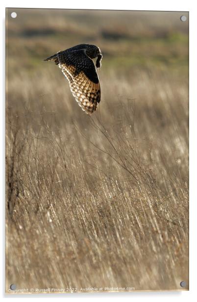Short Eared Owl quartering a field Acrylic by Russell Finney