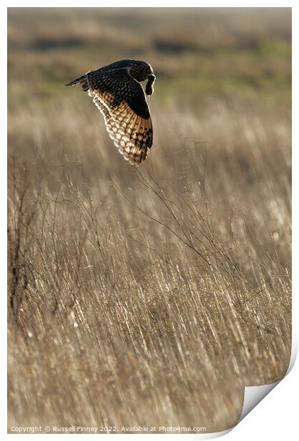 Short Eared Owl quartering a field Print by Russell Finney