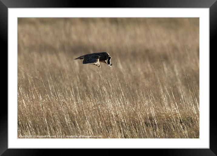 Short Eared Owl quartering a field Framed Mounted Print by Russell Finney