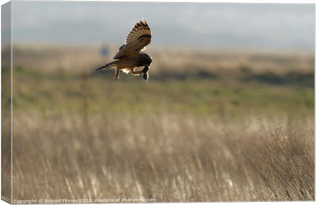 Short Eared Owl with prey, food, vole Canvas Print by Russell Finney