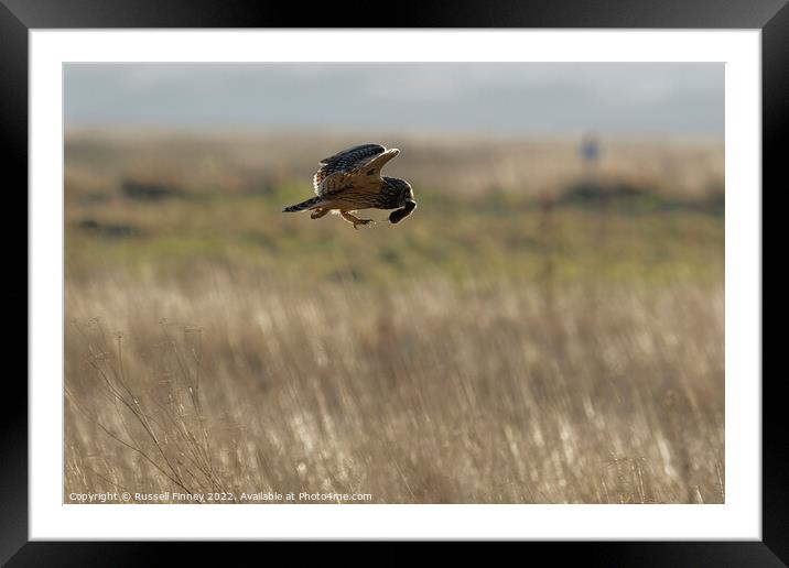 Short Eared Owl with prey, food, vole Framed Mounted Print by Russell Finney