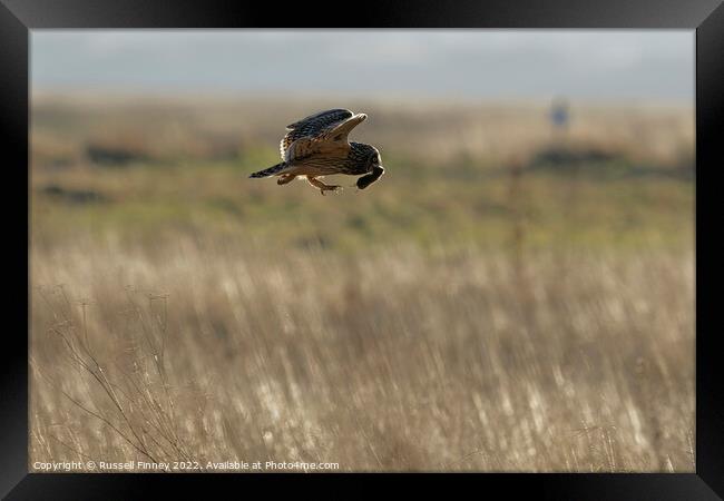 Short Eared Owl with prey, food, vole Framed Print by Russell Finney