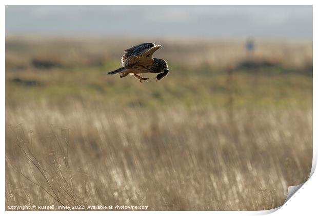 Short Eared Owl with prey, food, vole Print by Russell Finney