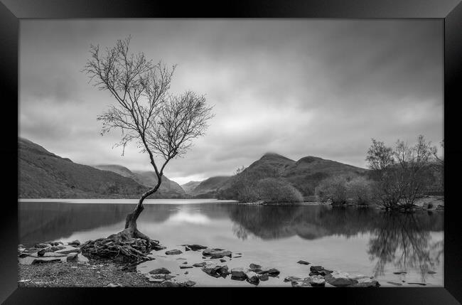 Lone tree Padarn Framed Print by Ann Goodall