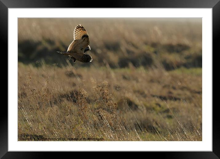 Short Eared Owl with prey, food, vole Framed Mounted Print by Russell Finney