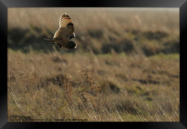 Short Eared Owl with prey, food, vole Framed Print by Russell Finney
