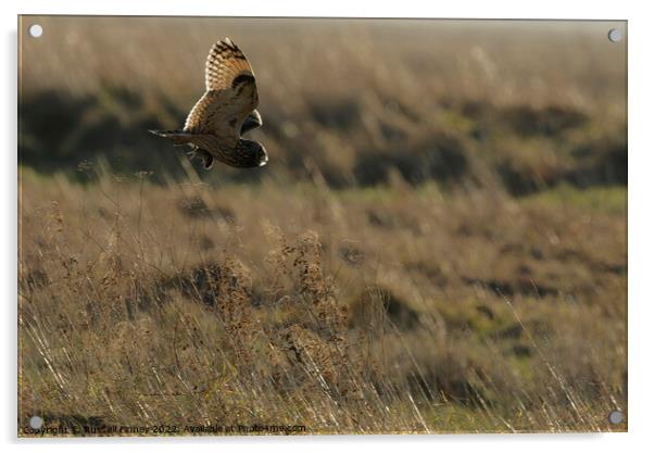 Short Eared Owl with prey, food, vole Acrylic by Russell Finney