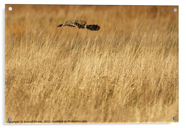 Short Eared Owl with prey, food, vole Acrylic by Russell Finney