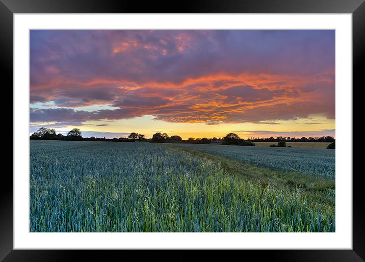 Fresh wet field at sunset Framed Mounted Print by Gary Eason