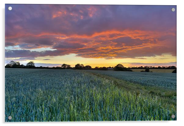 Fresh wet field at sunset Acrylic by Gary Eason