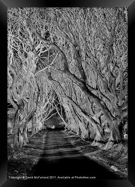 Spooky path Framed Print by David McFarland