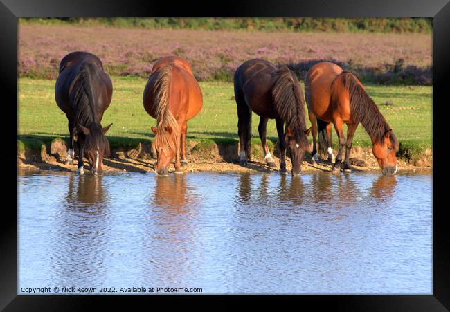 Watering Hole Framed Print by Nick Keown