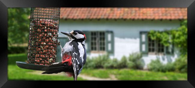 Great Spotted Woodpecker on Feeder Framed Print by Arterra 