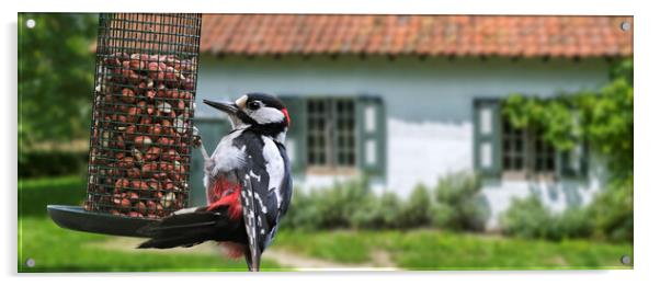 Great Spotted Woodpecker on Feeder Acrylic by Arterra 
