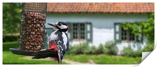 Great Spotted Woodpecker on Feeder Print by Arterra 